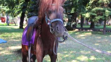 lindo pony marrón en el parque video