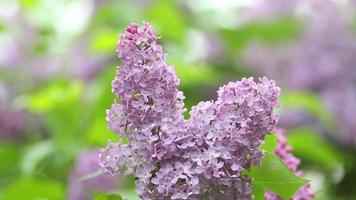 flor lilás, planta de lavanda video