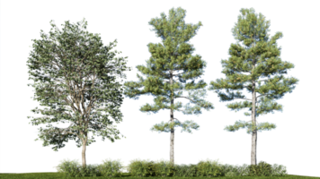 3d rendering illustration tree isolate png