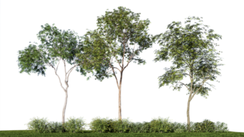 3d rendering illustration tree isolate png