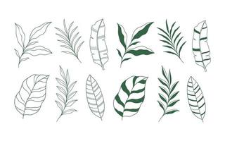conjunto de elementos de hojas tropicales dibujados a mano. ilustración vectorial aislado sobre fondo blanco vector
