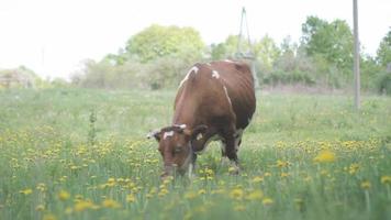 koe aan het eten in een veld- video