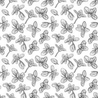 Basil Seamless Pattern. Italian herbs.A sprig of marjoram. vector