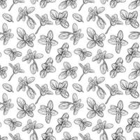 Basil Seamless Pattern. Italian herbs.A sprig of marjoram. vector