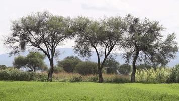 paysage de trois arbres video