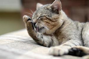 Portrait of tabby cat sitting and licking his hair outdoors and lies on brown sofa photo