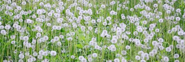White fluffy dandelions flower in green field, natural background photo
