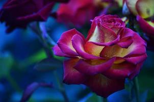 Fresh and wet rose with droplets in macro photo