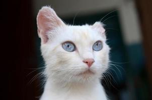 Pure white cat with turquoise blue eyes and pink defective ears photo