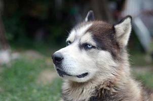 Arctic Malamute with blue eyes muzzle portrait close up. This is a fairly large dog native type photo