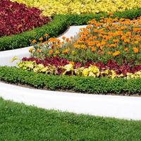 Coleus flowerpot. Beautiful perspective of natural coleus plant leaves photo