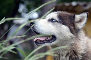 Arctic Malamute with blue eyes muzzle portrait close up throught the green grass stems with selective focus photo