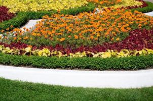 maceta de coleo. hermosa perspectiva de las hojas naturales de la planta de coleo foto