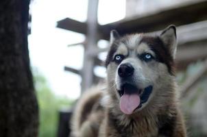 Arctic Malamute with blue eyes muzzle portrait close up. This is a fairly large dog native type photo