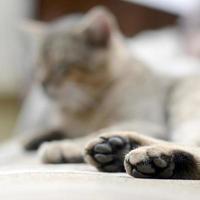 Sad tabby cat lying on a soft sofa outdoors and resting with paw in focus photo