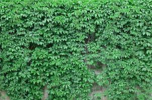 Green ivy grows along the beige wall of painted tiles. Texture of dense thickets of wild ivy photo