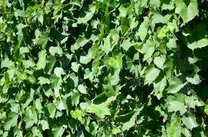 Texture of a wall overgrown with ivy from green leaves in a vineyard photo