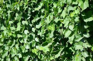 textura de una pared cubierta de hiedra de hojas verdes en un viñedo foto