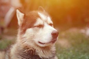 Arctic Malamute with blue eyes muzzle portrait close up. This is a fairly large dog native type photo