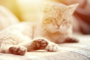 Sad tabby cat lying on a soft sofa outdoors and resting with paw in focus photo