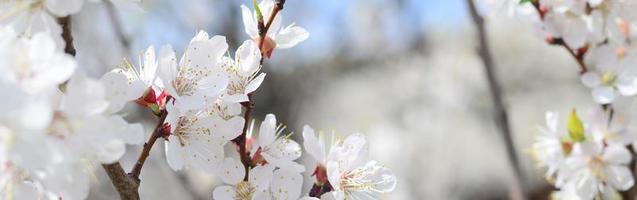 Pink Apple Tree Blossoms with white flowers on blue sky background photo