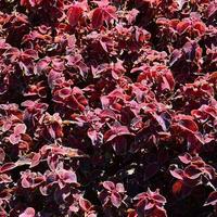 Painted nettle, decorative variegated leaves background. Red and green leaves of the coleus plant photo