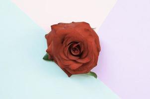 Dark red rose flower on pastel blue pink and lilac background top view photo