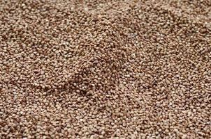 Background texture of a large pile of buckwheat. Many buckwheat grains close-up in daylight photo