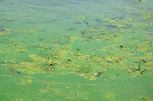 The surface of an old swamp covered with duckweed and lily leaves photo