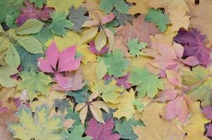un gran número de hojas de otoño caídas y amarillentas en el suelo. textura de fondo de otoño foto
