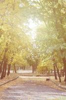 paisaje nocturno con árboles amarillentos y muchas hojas caídas en la carretera del parque foto