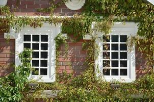 White window on green wall with climbing plant. Natural green leaf grass cover wall with white window background, Eco friendly backdrop photo