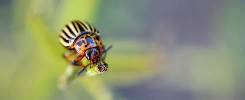 Colorado potato beetle Leptinotarsa decemlineata crawling on potato leaves photo