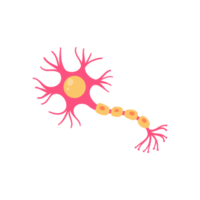 menselijk sensorisch neuronmodel voor biologiestudies png