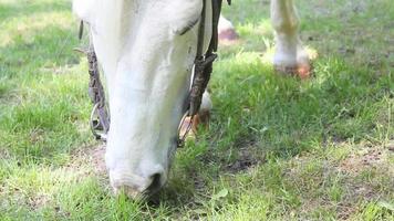 caballo en el parque video