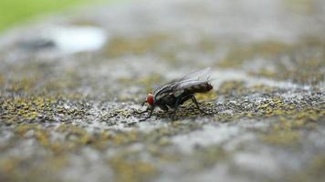 mosca de inseto de perto video