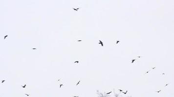 Flock of birds in the sky video