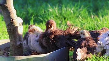 Mother hen with little baby chicken on organic farm live as free range chicken on organic farmland for poultry farming with mothering livestock for newborn chicken babies as domestic birds on farmyard