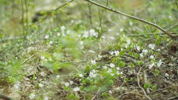 Green nature background video