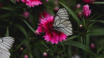 aporia crataegi svart ådrad vit fjäril på rosa nejlika blomma video