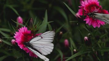 Aporia crataegi papillon blanc veiné de noir sur fleur d'oeillet rose video