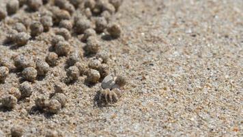 scopimera globosa, sand bubblare krabba eller sand bubblare leva på sandig stränder i de tropisk phuket ö. de utfodra förbi filtrering sand genom deras mundelar, lämnar Bakom bollar av sand. video