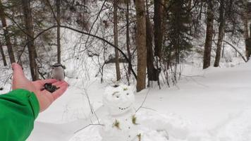 el hombre alimenta a los pájaros en el bosque de invierno. trepatroncos y teta toman comida de manos humanas video