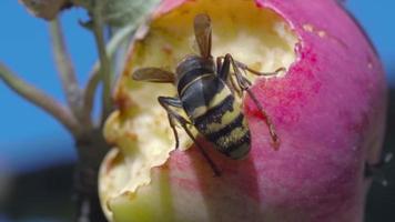 Big hornet eating ripe sweet tasty apple. Wasp feeding with fruit. Insect spoiling harvest video