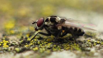 Fly close up video