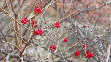 close-up de Rowan Ashberry video