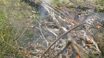 Closeup of burning bushes and tree cuttings in the forest. video