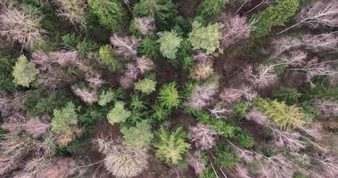 vol au-dessus des couronnes de pins et de feuillus à l'automne video