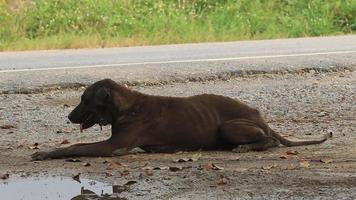 chien errant noir femelle attendant que les restes de nourriture survivent jour après jour est un spectacle courant en thaïlande où il y a beaucoup de chiens errants. video