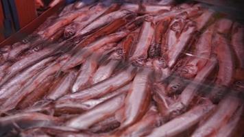la trucha de pescado rojo se vende en exhibición en una tienda. delicioso y saludable marisco, congelado video